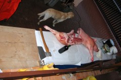2008_Prase_02